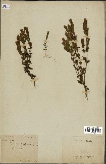 spécimen de Gentiana germanica