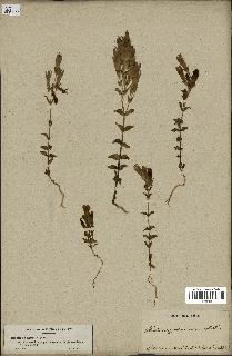 spécimen de Gentiana germanica
