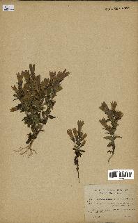 spécimen de Gentiana germanica