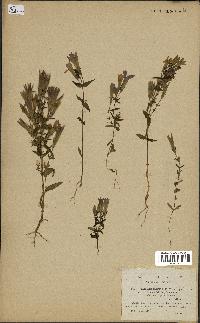 spécimen de Gentiana germanica