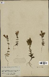 spécimen de Gentiana germanica
