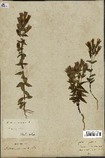 spécimen de Gentiana germanica