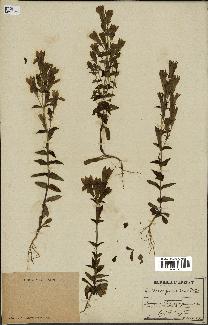 spécimen de Gentiana germanica
