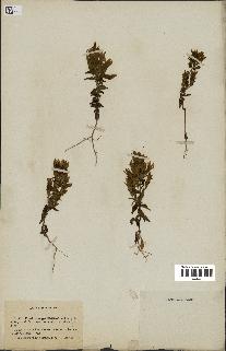 spécimen de Gentiana germanica