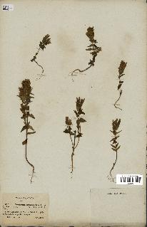 spécimen de Gentiana germanica