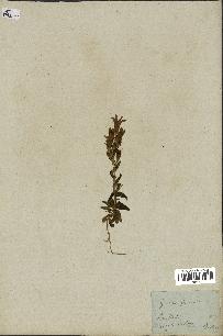 spécimen de Gentiana germanica