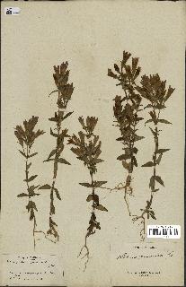 spécimen de Gentiana germanica