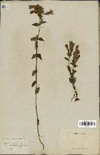 spécimen de Gentiana germanica