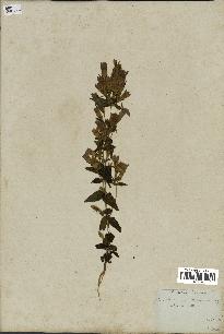 spécimen de Gentiana germanica