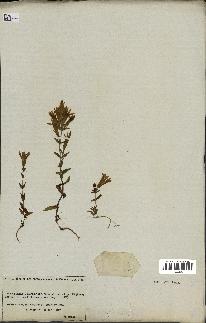spécimen de Gentiana germanica