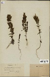 spécimen de Gentiana germanica