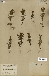 spécimen de Gentiana germanica