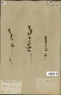 spécimen de Gentiana germanica