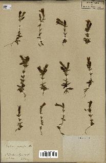 spécimen de Gentiana germanica