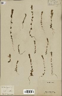 spécimen de Gentiana germanica