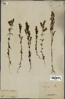 spécimen de Gentiana germanica