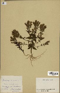 spécimen de Gentiana germanica