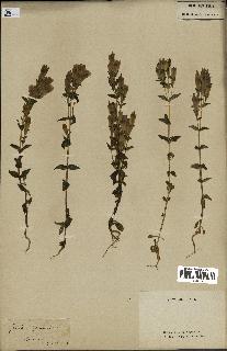 spécimen de Gentiana germanica