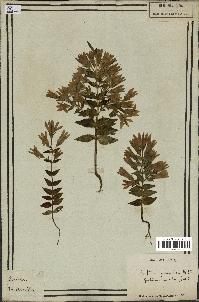 spécimen de Gentiana germanica
