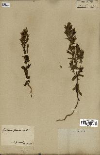 spécimen de Gentiana germanica