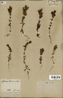 spécimen de Gentiana germanica