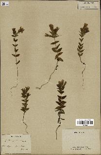 spécimen de Gentiana germanica