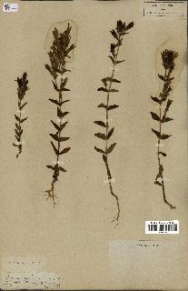 spécimen de Gentiana germanica