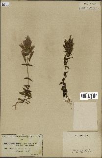 spécimen de Gentiana germanica