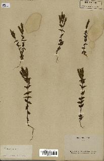 spécimen de Gentiana germanica