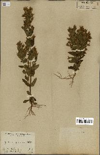spécimen de Gentiana germanica