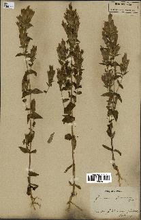 spécimen de Gentiana germanica