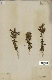 spécimen de Gentiana germanica