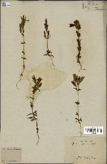 spécimen de Gentiana germanica