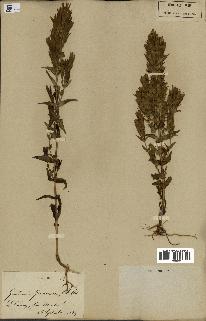 spécimen de Gentiana germanica