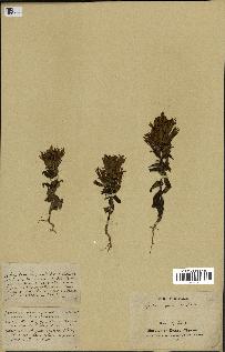 spécimen de Gentiana germanica