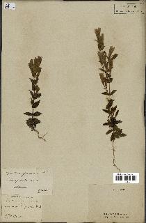 spécimen de Gentiana germanica