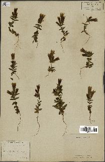 spécimen de Gentiana germanica