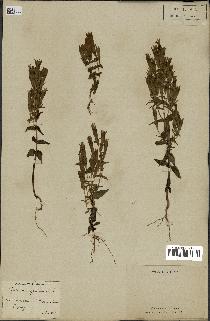 spécimen de Gentiana germanica