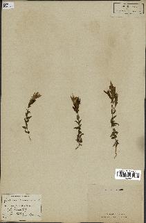 spécimen de Gentiana germanica