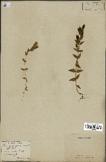 spécimen de Gentiana germanica