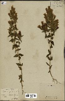 spécimen de Gentiana germanica