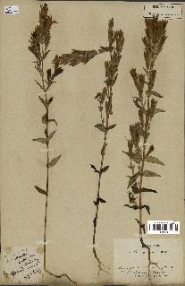 spécimen de Gentiana germanica