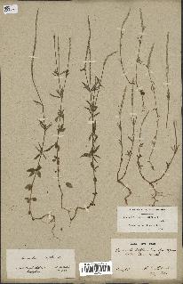 spécimen de Crucianella latifolia