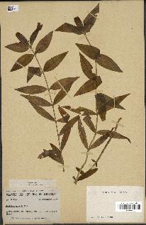 spécimen de Gentiana andrewsii