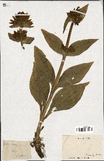 spécimen de Gentiana lutea