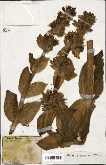 spécimen de Gentiana lutea