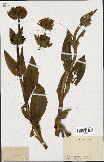 spécimen de Gentiana lutea