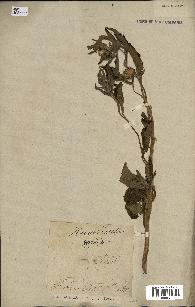 spécimen de indet.