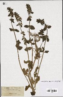 spécimen de Stachys hirta