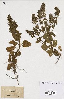 spécimen de Stachys hirta